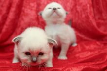 Four Birman Kittens Available (218) 303-5958