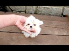 Gorgeous Ckc registered male and female Maltese puppies for adoption