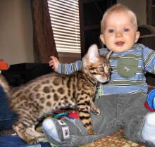 Male Spotted Bengal Kittens available (218) 303-5958