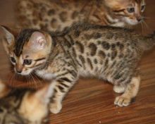 Offering Bengal kittens available for you (218) 303-5958
