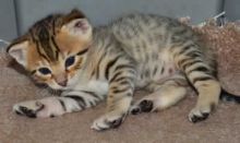 Vaccinated Savannah F4 kitten for searching for loving family (218) 303-5958