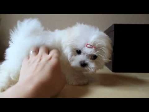 Adorable Maltese babies ready for their new home Image eClassifieds4u