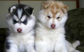 Akc Pure Breed Siberian Husky Puppies.Sms 647-793-2917 Image eClassifieds4u