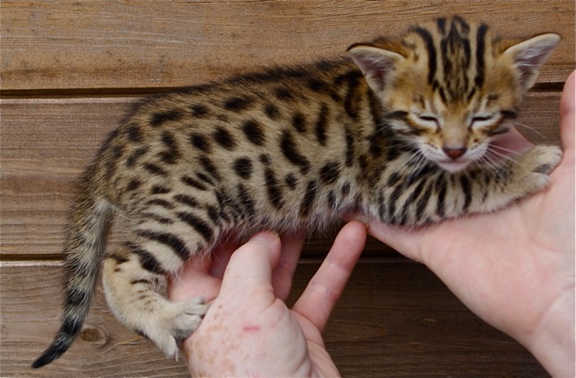 F1 Savannah kittens available for reservation (218) 303-5958 Image eClassifieds4u