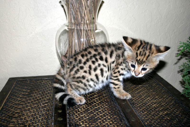 F1 Savannah kittens available for reservation (218) 303-5958 Image eClassifieds4u