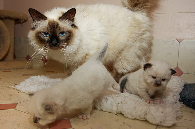 Four Birman Kittens Available (218) 303-5958 Image eClassifieds4u