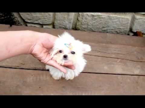 I have a litter of male and female Maltese pups Image eClassifieds4u