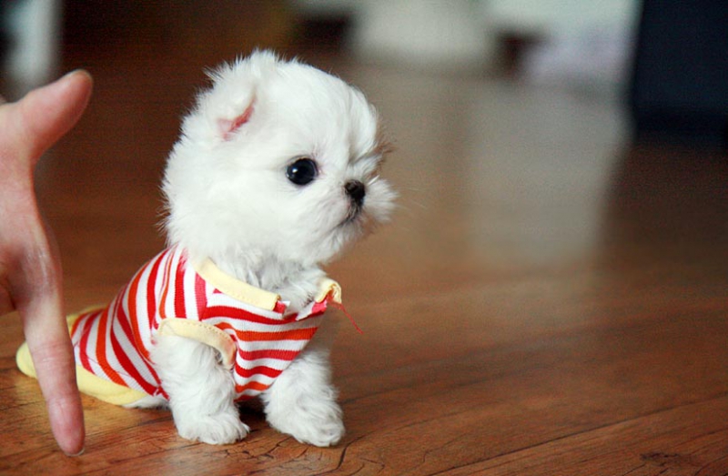 I have a litter of male and female Maltese pups Image eClassifieds4u