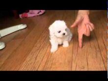 Maltese male and female Puppies for adoption Image eClassifieds4u 4