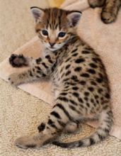 Adorable F1 Savannah kittens available for adoption(218) 303-5958 Image eClassifieds4u 3