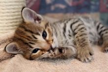 Adorable F1 Savannah kittens available for adoption(218) 303-5958 Image eClassifieds4u 4
