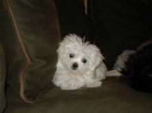 Adorable Maltese babies ready for their new home Image eClassifieds4u 3