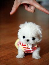 Adorable Maltese babies ready for their new home Image eClassifieds4u 2