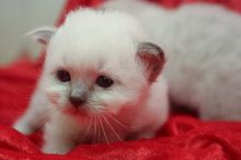 Birman kittens cat for good homes (218) 303-5958 Image eClassifieds4u 4