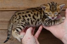 Excellent F1 Savannah kittens available (218) 303-5958 Image eClassifieds4u 4