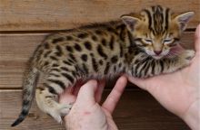 F1 Savannah kittens available for reservation (218) 303-5958 Image eClassifieds4u 4