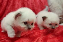 Four Birman Kittens Available (218) 303-5958 Image eClassifieds4u 4