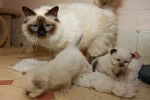 Four Birman Kittens Available (218) 303-5958 Image eClassifieds4u 3