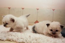 Four Birman Kittens Available (218) 303-5958 Image eClassifieds4u 2