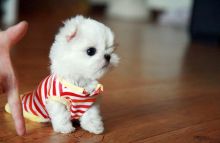 Good Looking Maltese Puppies. Image eClassifieds4u 1