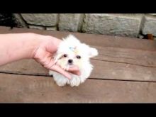 Healthy teacup Maltese puppies contact Image eClassifieds4u 2