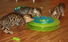 Male Spotted Bengal Kittens available (218) 303-5958 Image eClassifieds4u 4
