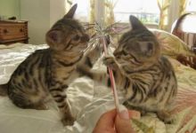 Male Spotted Bengal Kittens available (218) 303-5958 Image eClassifieds4u 3