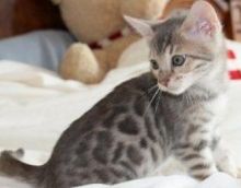Offering Bengal kittens available for you (218) 303-5958 Image eClassifieds4u 2