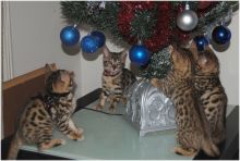Offering Bengal kittens available for you (218) 303-5958 Image eClassifieds4u 4