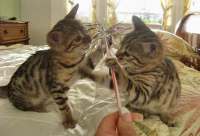 Offering Bengal kittens available for you (218) 303-5958 Image eClassifieds4u