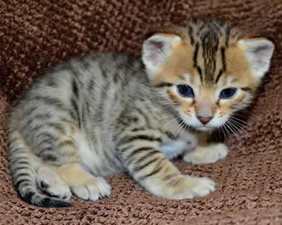 Vaccinated Savannah F4 kitten for searching for loving family (218) 303-5958 Image eClassifieds4u