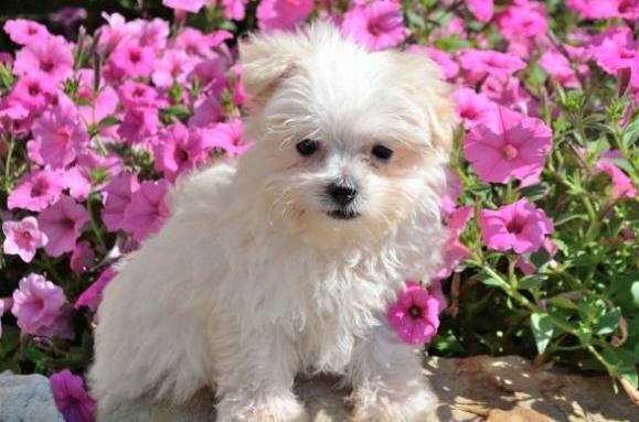 maltese puppies Image eClassifieds4u