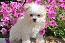maltese puppies
