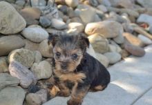 Adorable and charming yorkie puppies