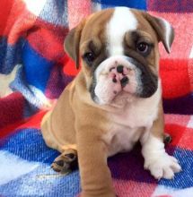 charming bull dog puppies