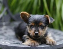 charming yorkie puppies