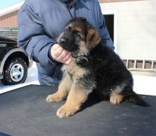 lovable and potty trained german shepherd puppies looking for new homes