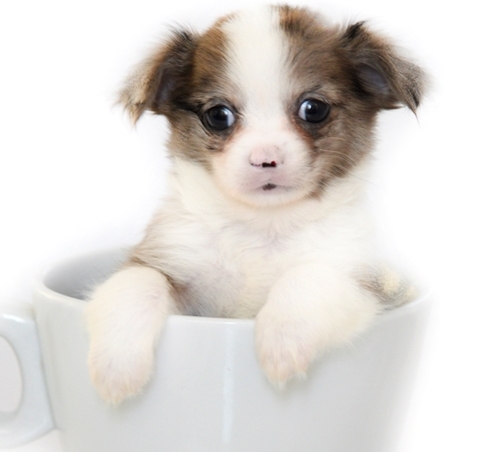 adorable chichuachua puppies Image eClassifieds4u