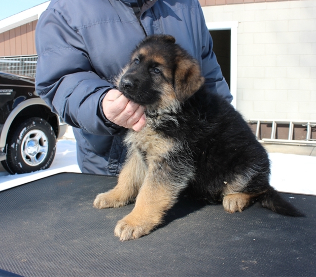 lovable and potty trained german shepherd puppies looking for new homes Image eClassifieds4u