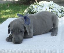 Adorable and great dane puppies Image eClassifieds4U
