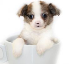 adorable chichuachua puppies Image eClassifieds4U