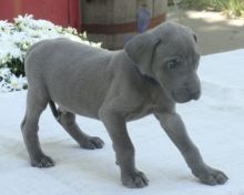 Adorable great dane puppies Image eClassifieds4U