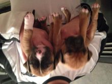 Pitbull Puppies For Sale Image eClassifieds4u 2