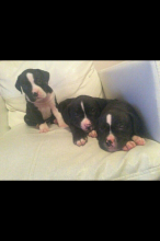 Pitbull Puppies For Sale Image eClassifieds4u 1