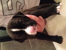 Pitbull Puppies For Sale Image eClassifieds4u 3
