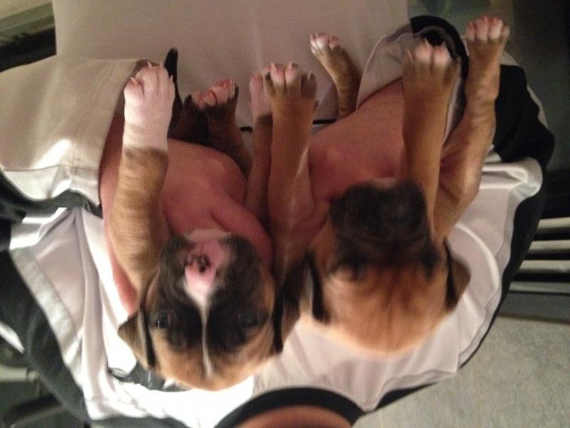 Pitbull Puppies For Sale Image eClassifieds4u