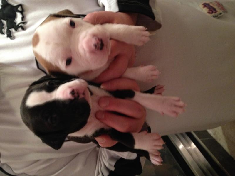 Pitbull Puppies For Sale Image eClassifieds4u