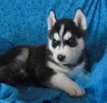 Black and White SIBERIAN HUSKY Puppies (406) 299-1836