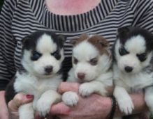 1 male and 2 female Siberian Husky Puppies Sms Us At (604) 674-6836