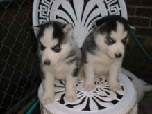 Lovely Blue Eyes Siberian Husky Puppies Sms Us At (604) 674-6836
